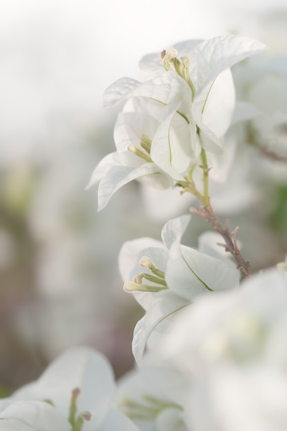 Flor de buganvílias branca suave na natureza com foco suave e seletivo. Fundo floral vintage.