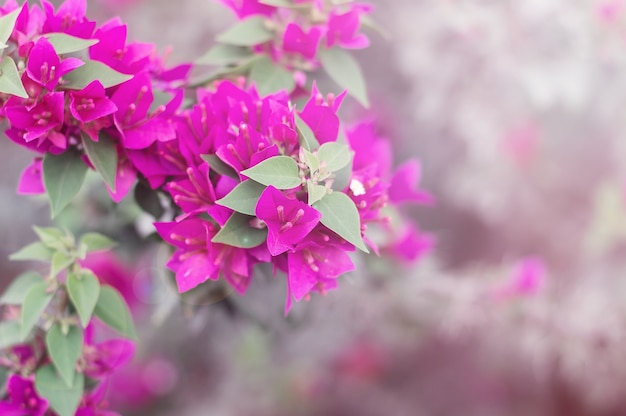 Flor de buganvílias durante a primavera