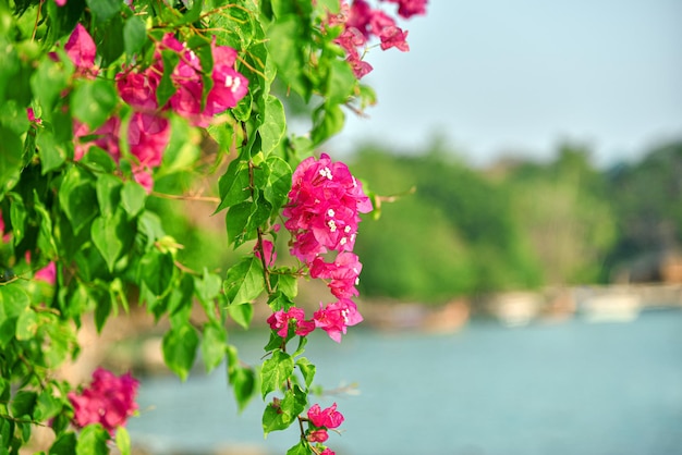 Flor de buganvílias magenta na Tailândia Flores de pétalas rosa