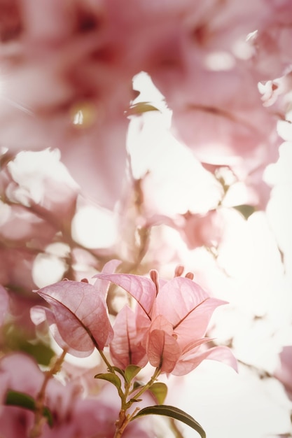 Flor de buganvílias rosa suave na natureza com foco seletivo. Fundo floral vintage.