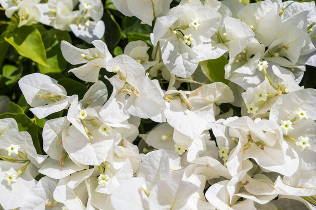 Foto flor de buganvilla branca na parede