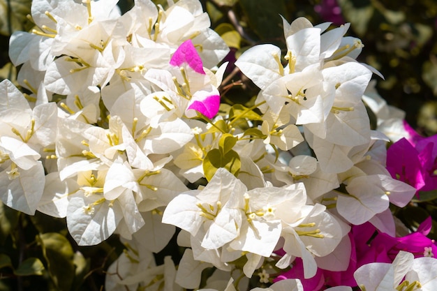 Flor de Bugenvil Branco Fundo da Natureza