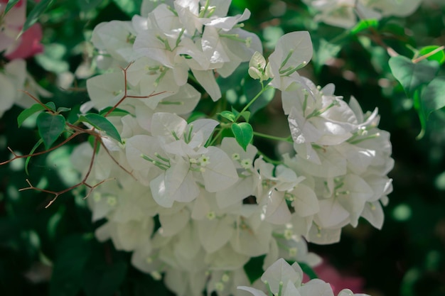 Flor de Bugenvil Branco Fundo da Natureza