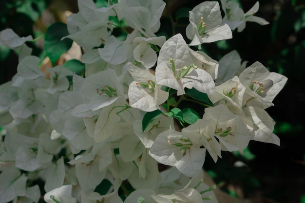 Flor de bugenvil branco fundo da natureza