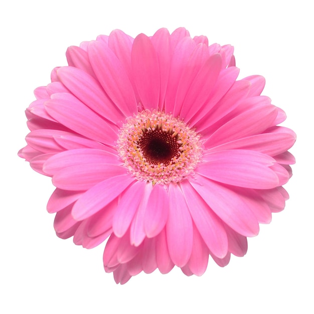 Flor de cabeça de gerbera rosa isolada no fundo branco Vista superior plana leiga