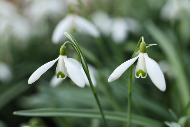 Flor de cachoeira de neve Galanthus nivalis de perto