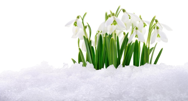 Flor de cachoeira de neve saindo da neve real isolada em branco