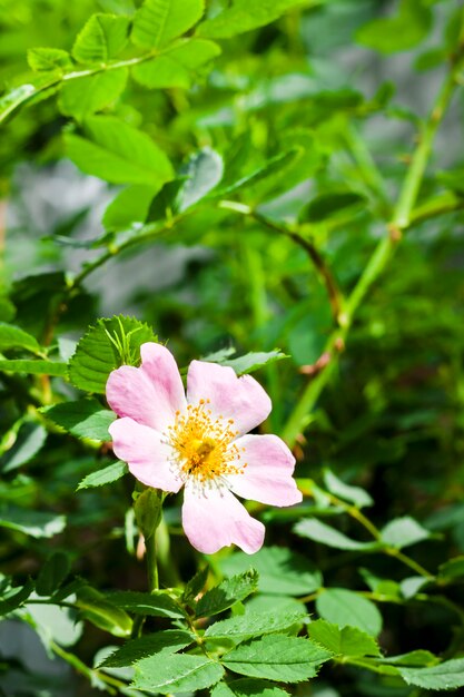 Flor de cachorro-rosa closeup