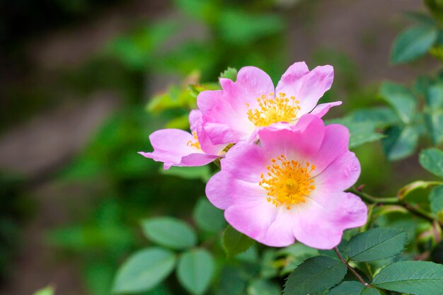 Flor de cachorro-rosa closeup