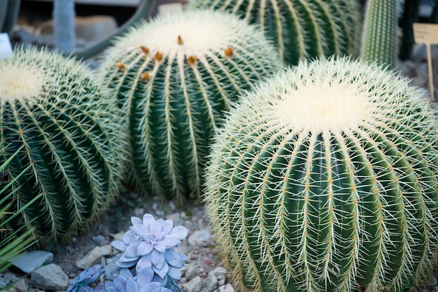 Flor de cacto de uma grande planta verde redonda com espinhos pontiagudos como fundo natural