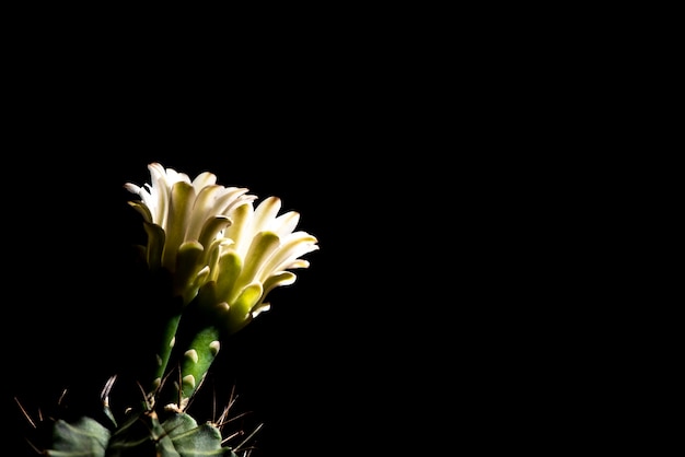 flor de cacto linda blomming isolado em fundo preto