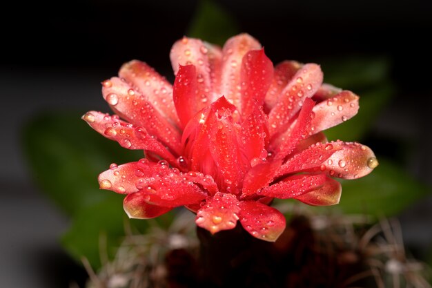 Flor de cacto vermelho com gotas de água