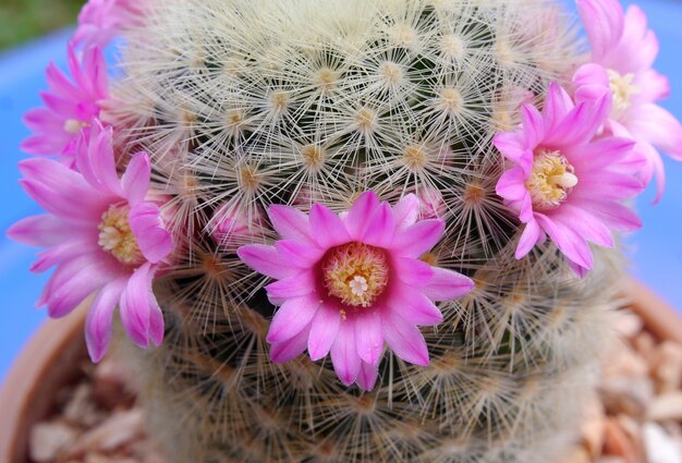 flor de cacto