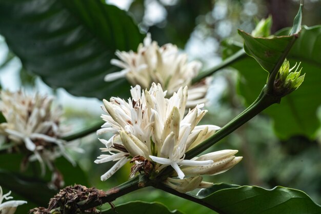 Flor de café na fazenda de café