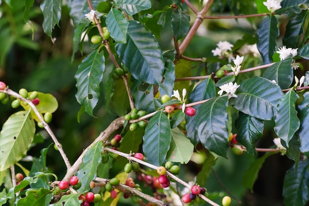 Flor de café na fazenda