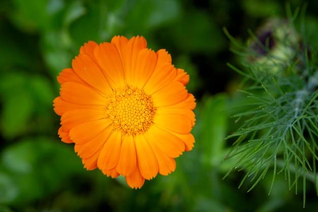 Flor de calêndula amarela em close-up O conceito de uma planta medicinal