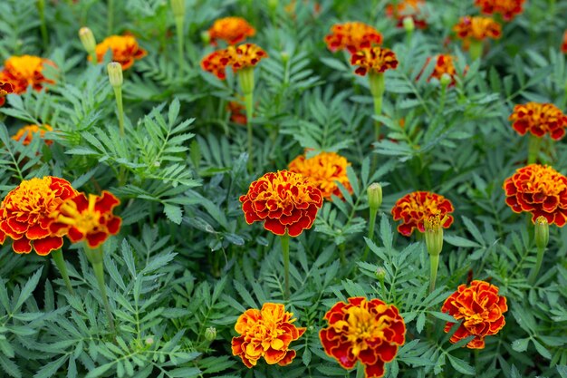 Flor de calêndula amarela no jardim