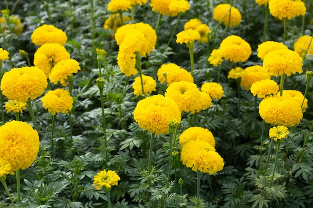 Flor de calêndula amarela no jardim