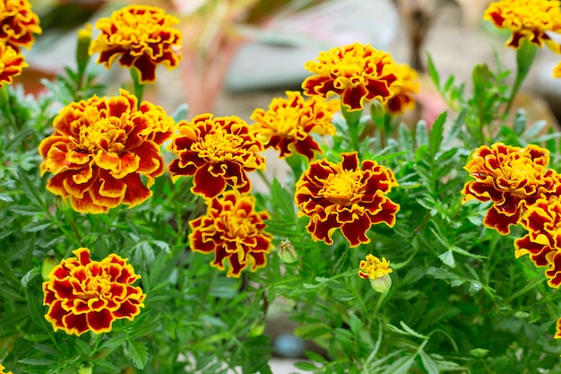 Flor de calêndula amarela vermelha linda