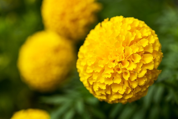 Flor de calêndula amarela