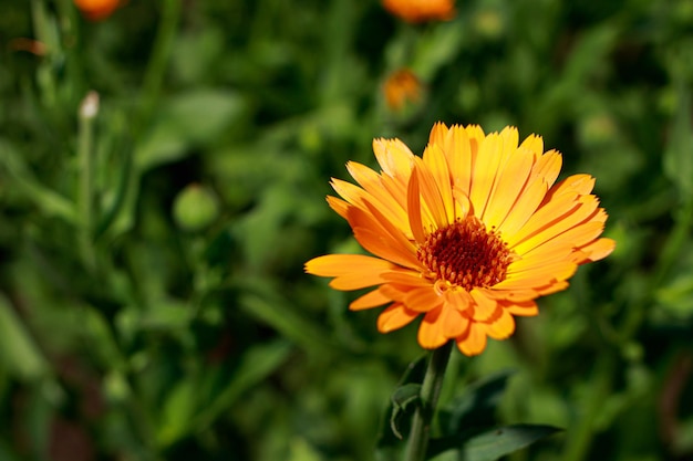 Flor de calêndula closeup