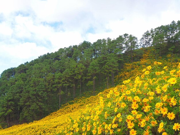 Flor de calêndula de árvore amarela ou campo de girassol mexicano durante a estação de floração