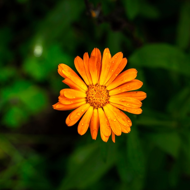 Flor de calêndula laranja brilhante em folha verde escura