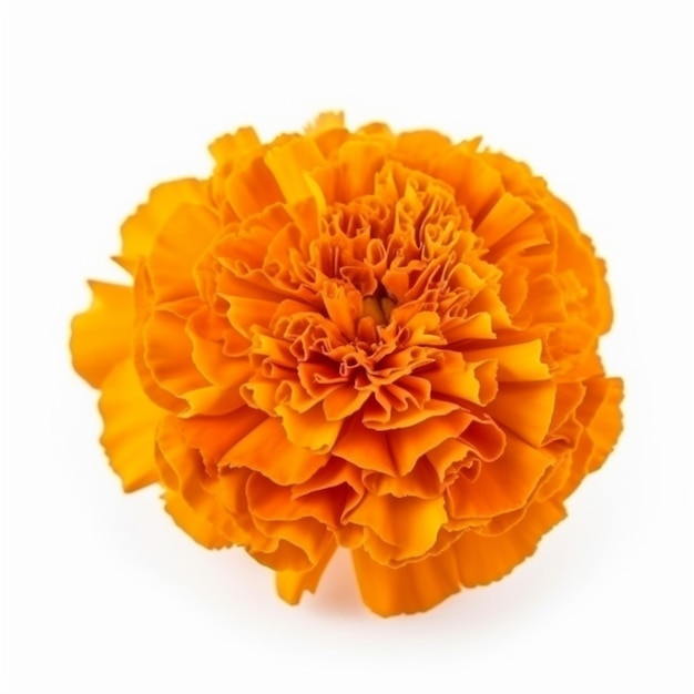 Flor de calêndula laranja em um fundo branco