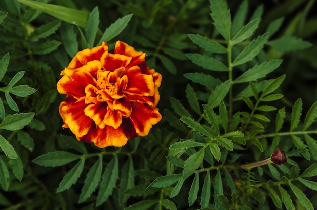 Flor de calêndula laranja em um fundo de grama verde de vista superior.