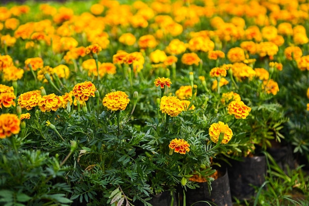 flor de calêndula na flor do jardim flores de calêndula amarelas e laranja para decorar o jardim