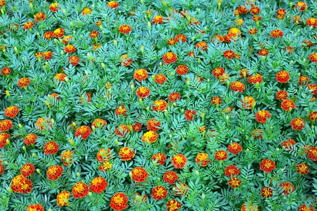 flor de calêndula no jardim