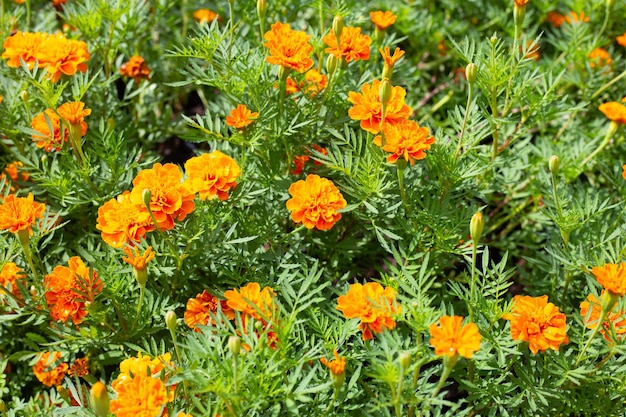 Flor de calêndula no jardim