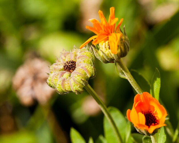 Flor de calêndula