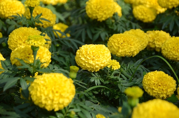 Flor de calêndula