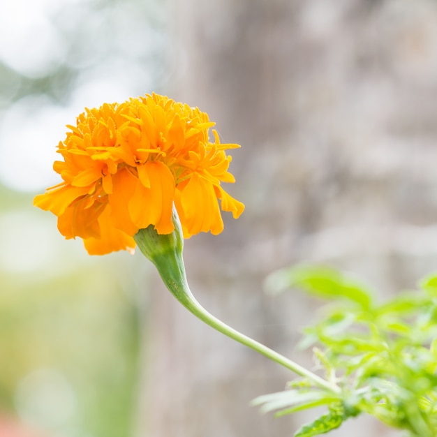 Flor de calêndula