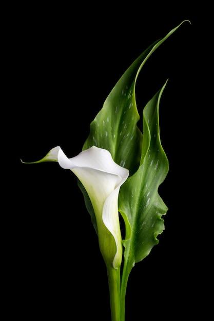 Flor de calla branca com folhas verdes com fundo preto