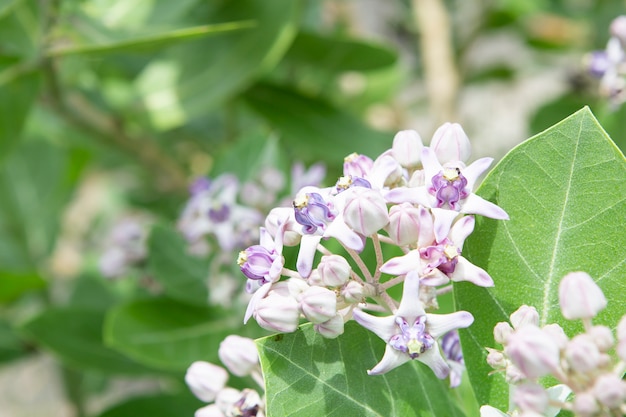 Flor de Calotropis, flor da coroa, flor da estrela.