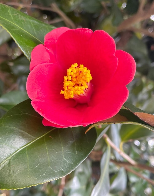 Foto flor de camélia