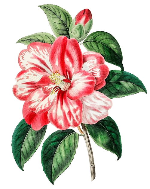 Flor de camelo vermelho ilustração png desenhada à mão