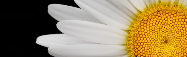 Flor de camomila branca em um fundo preto