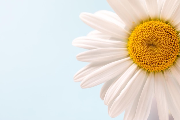 Flor de camomila de margarida branca Estilo de vida criativo conceito de primavera de verão Copiar espaço plano vista de cima