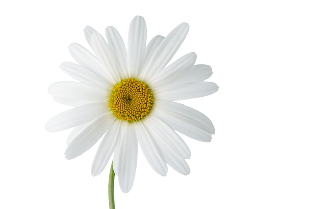 Foto flor de camomila em fundo branco