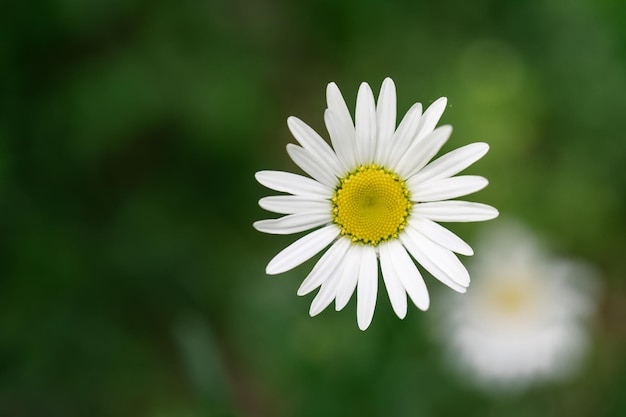 Foto flor de camomila em um fundo verde natural