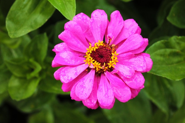 Flor de camomila rosa falando com folhas