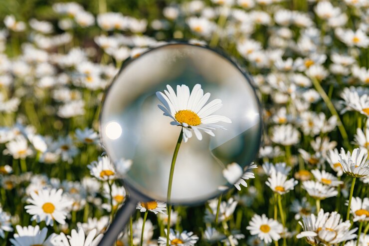 Foto flor de camomila sob uma lupa