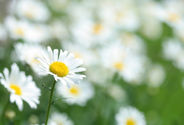 Flor de camomila