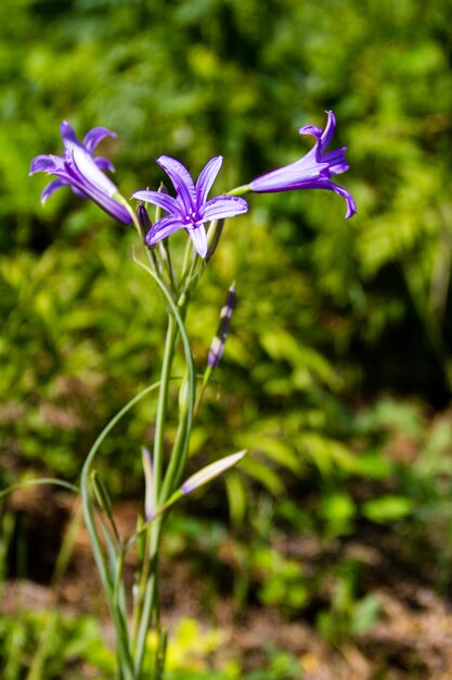 Foto flor de campanula azul no jardim