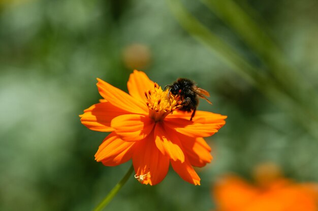 Flor de campo amarelo alaranjado com uma abelha