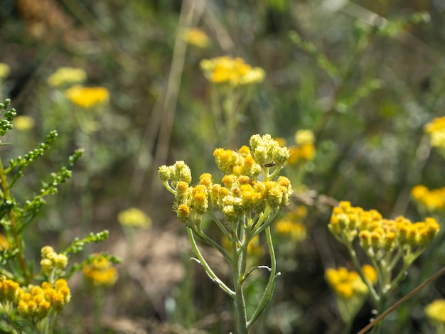 Flor de campo amarelo tansy comum. Foco seletivo, fundo desfocado