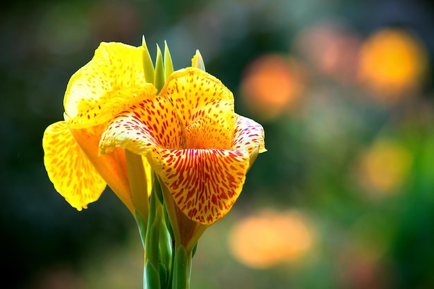 Flor de Cana Indica também conhecida como broto indiano em flor